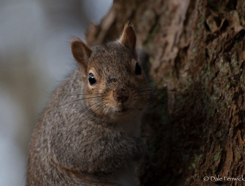 Squirrel Up A Tree