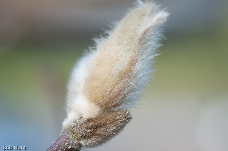 Hairy Magnolia Bud