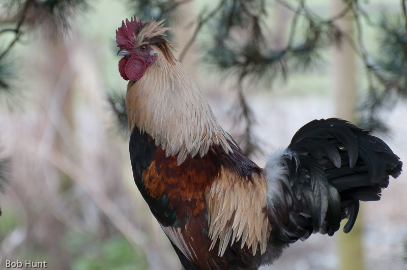 Guard Rooster