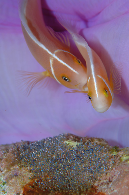 False Anemone Fish - Wendy CareyCAPA Spring 2013 - Open/NatureNature