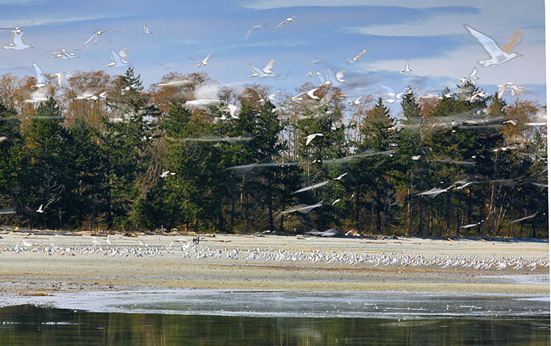 Kye Bay Seagulls