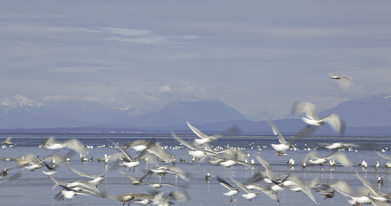 Kye Bay Seagulls 