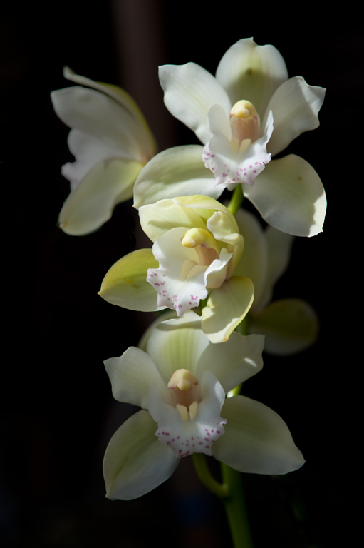 Orchid - Cim MacDonaldCAPA Spring 2013 - Open/NatureOpen: 15 points 