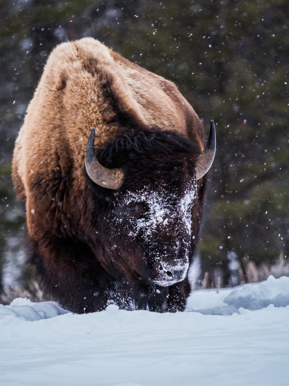 Hungry Bison - Rose VanderstapCAPA Spring 2013 - Open/NatureOpen: 18 points