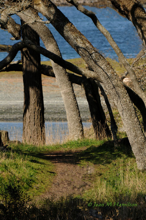 Path to the Beach 