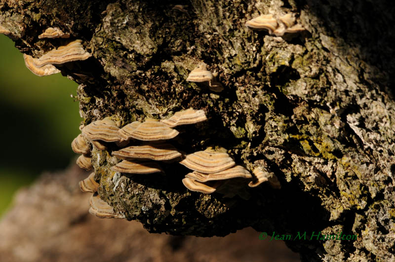 Tree Fungi 