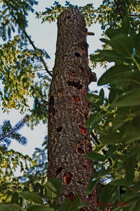 Woodpeckers Tree