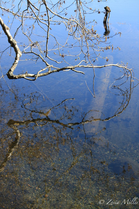 Branch Reflection