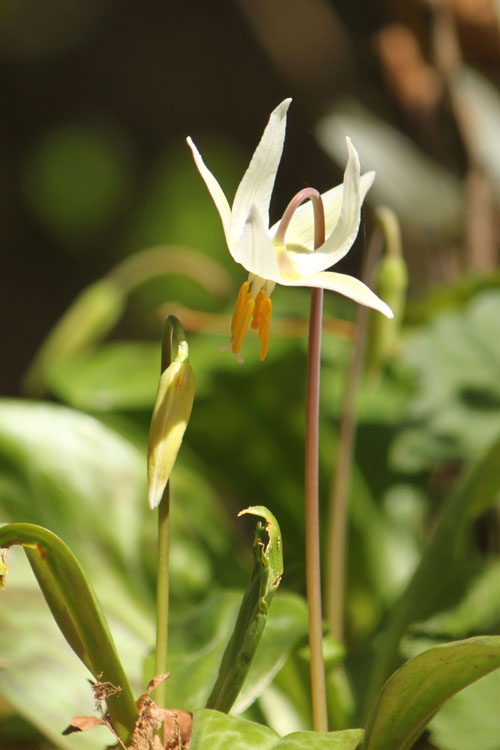 Fawn lily