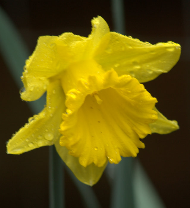 Drops on a Daffodil