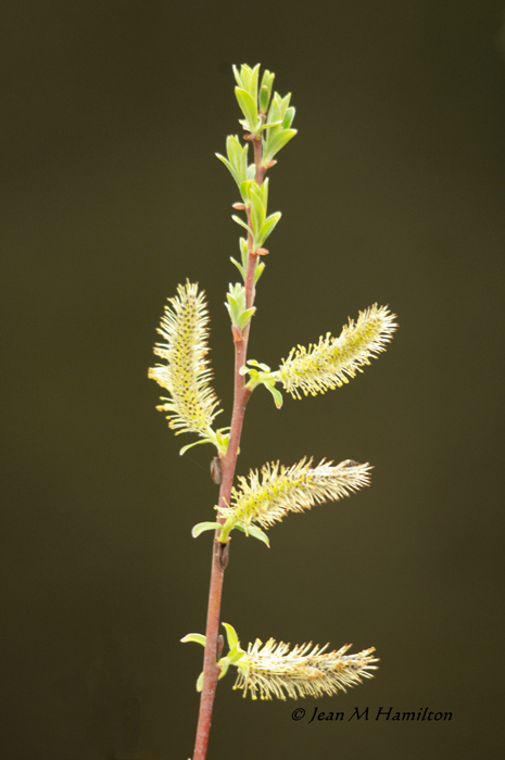 Pussy Willow 