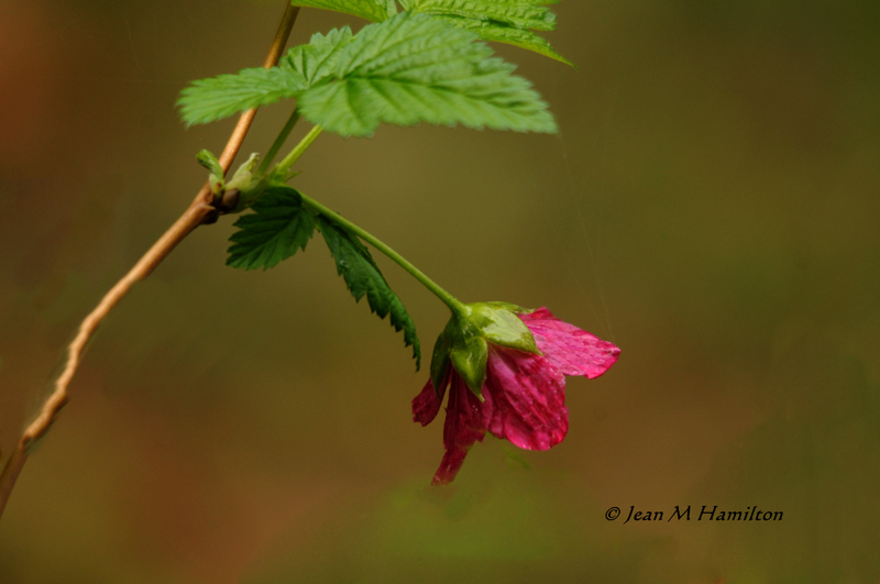 Spring Blossom 