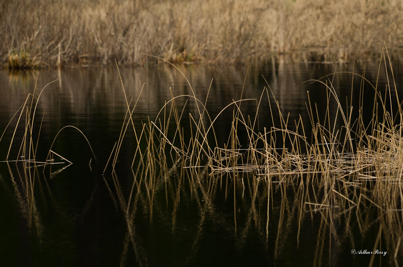 In the reeds