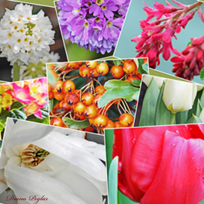 flower collage.jpg