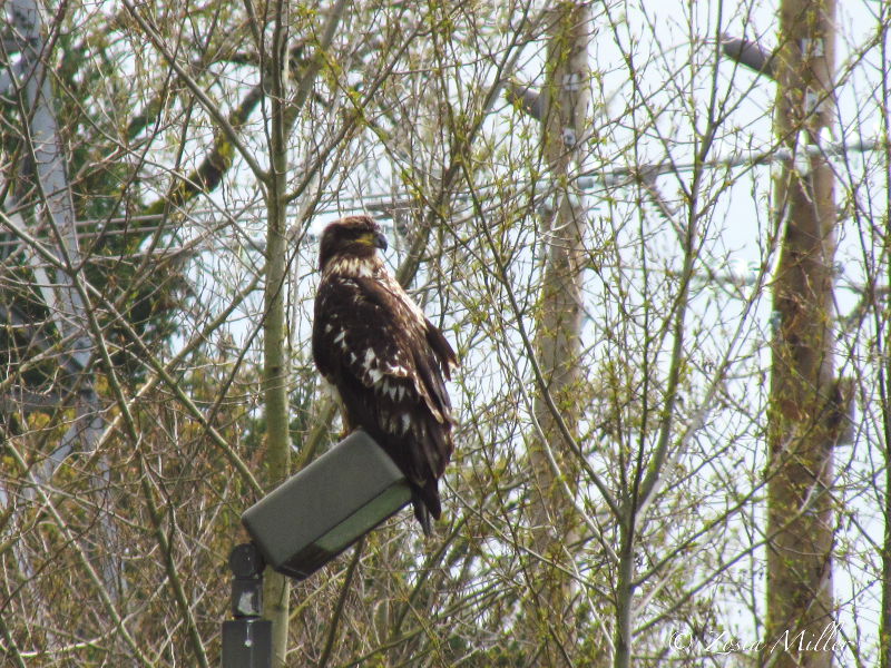 'Golden Eagle' at Bing's Creek