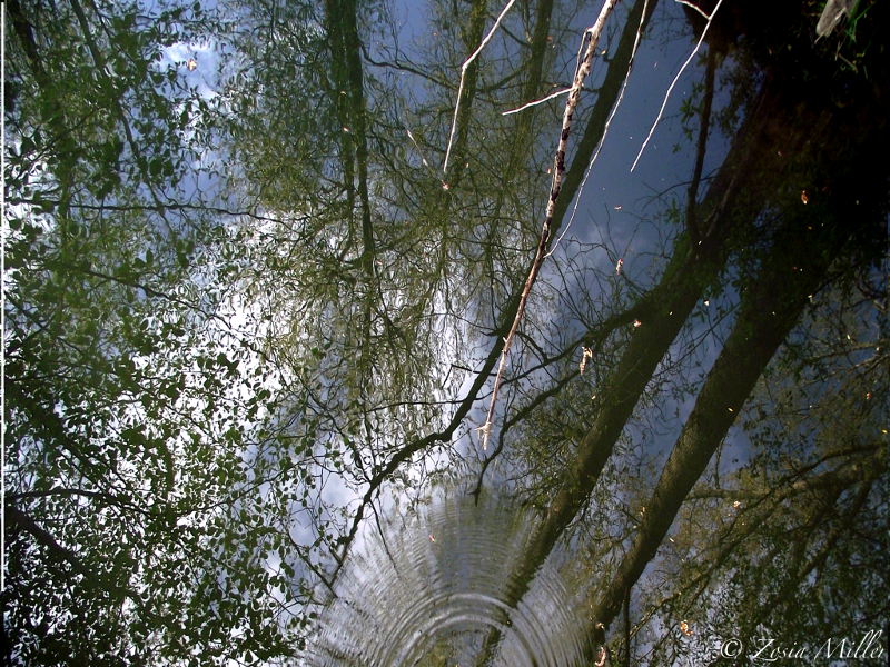 Tree Reflections