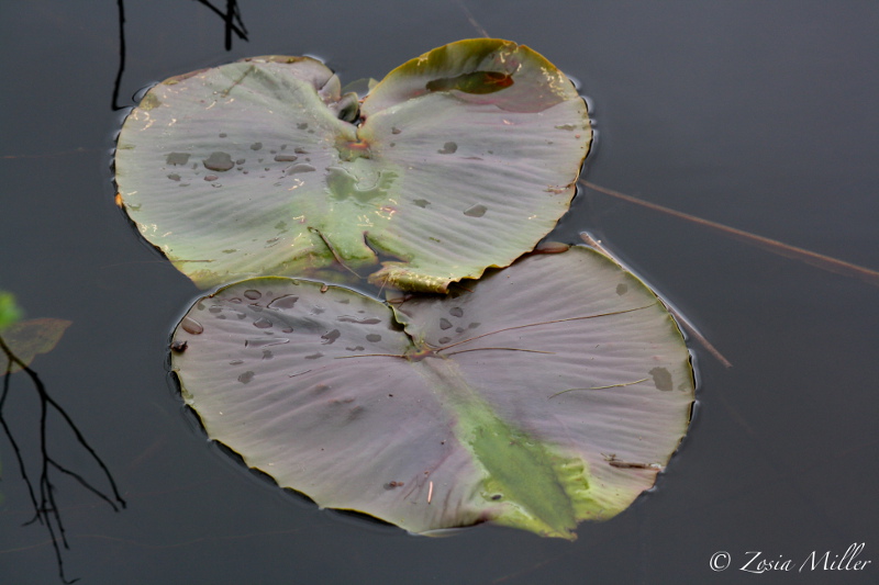 Twin Lily Pads