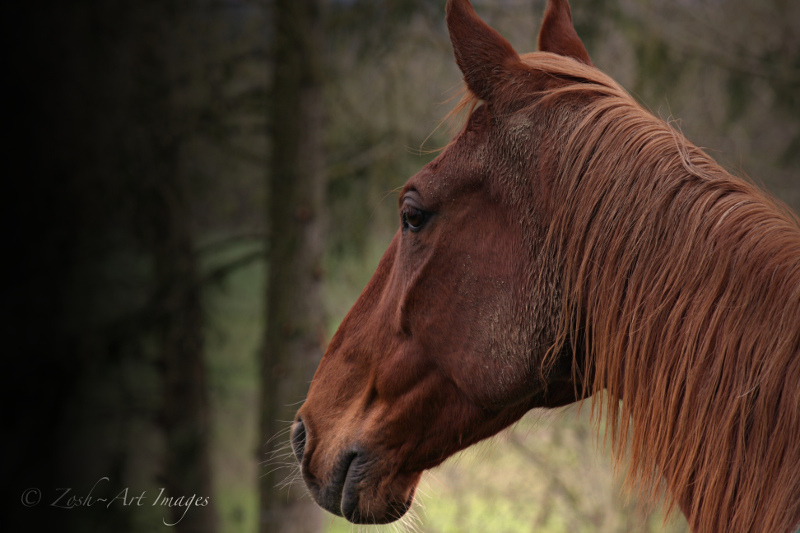 Resident Horse