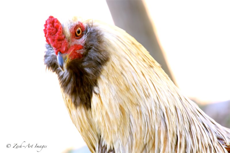 Cocky Rooster