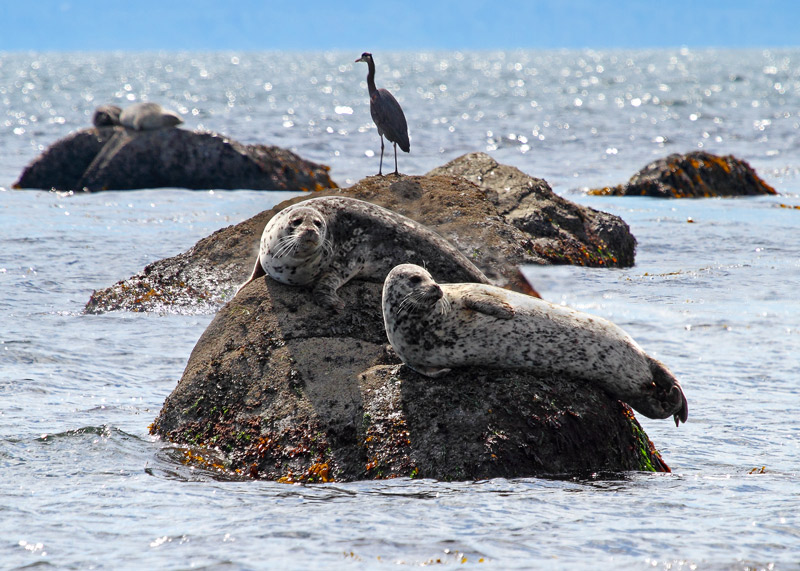 Harbour Seals and Heron