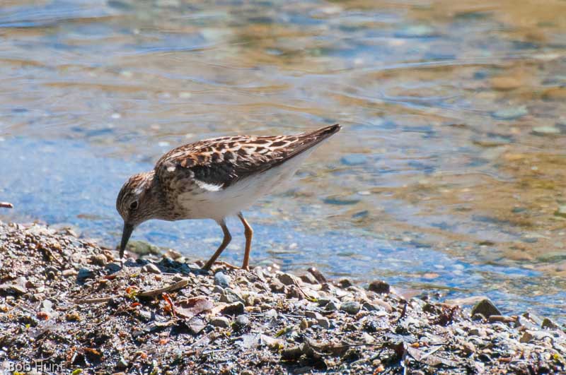 Sand Piper on the beach