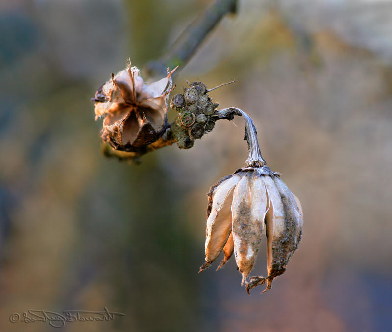 SPENT SEED PODS