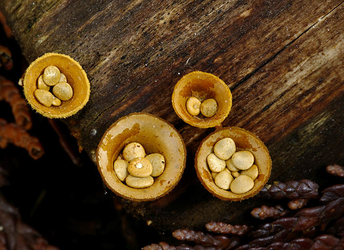 Common Birds Nest Fungus