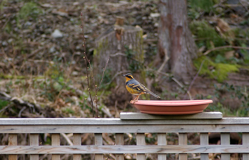 Varied Thrush