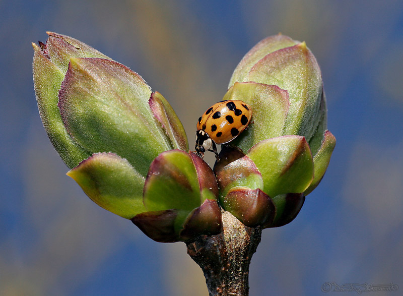 SURE SIGN OF SPRING!