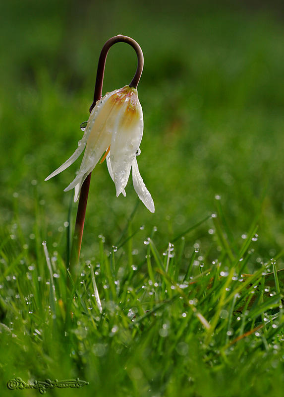 WHITE FAWN LILY