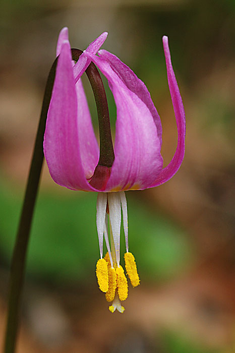 Erythronium smithii