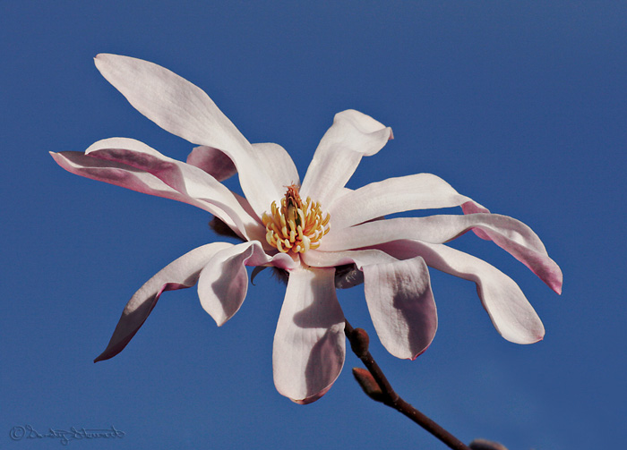 MAGNOLIA