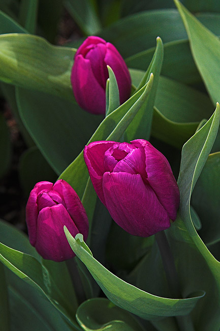 pink tulips.jpg