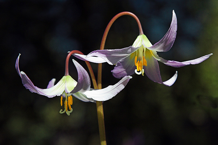 Two Avalanche Lilies