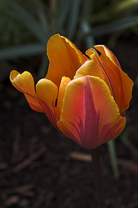 Orange Tulip.