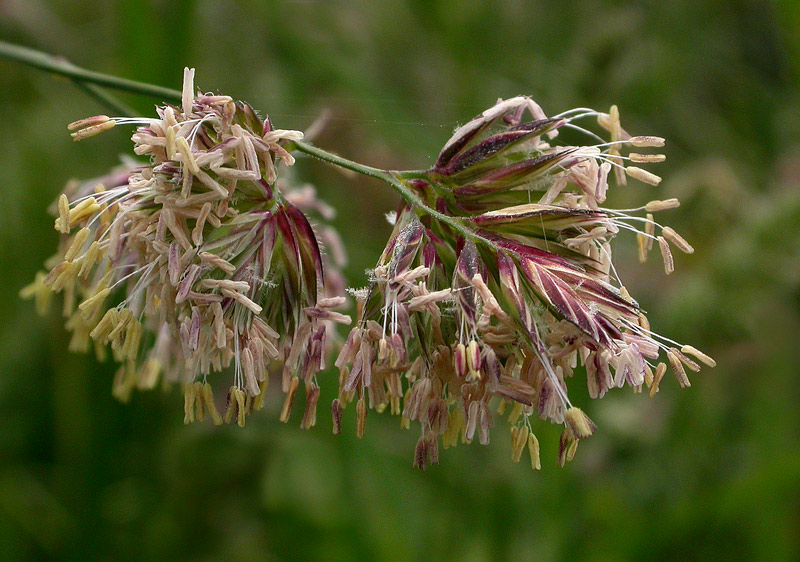 Close-up on Grasses