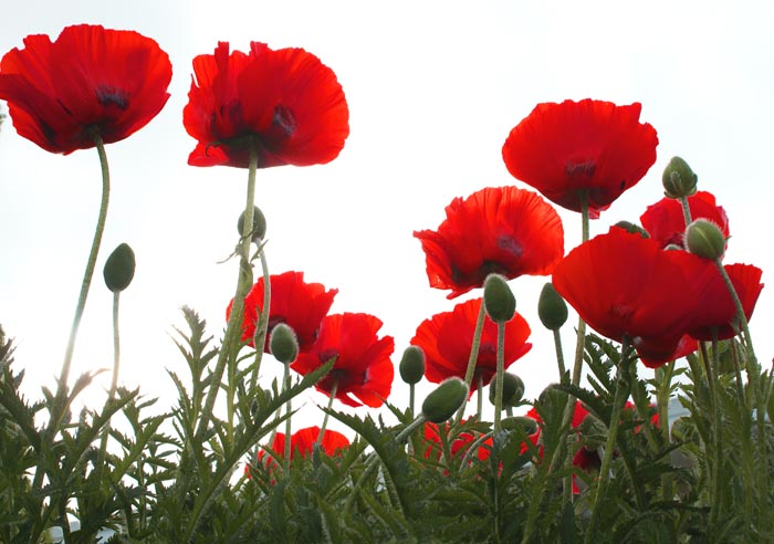 Tall poppies.JPG