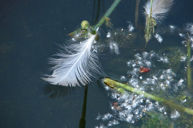 Feather suspended