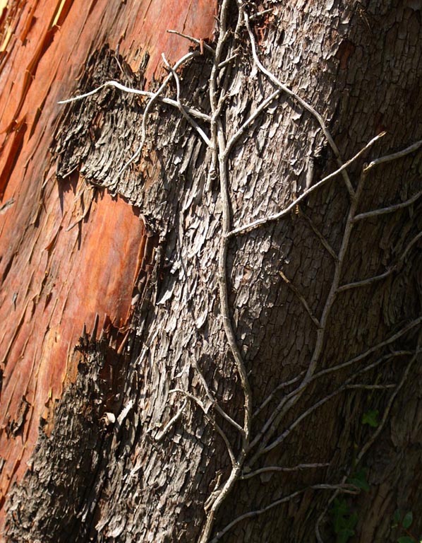 15. Natural Sculpture - TR