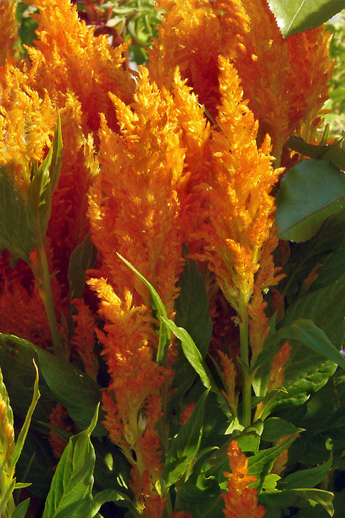 September Celosia