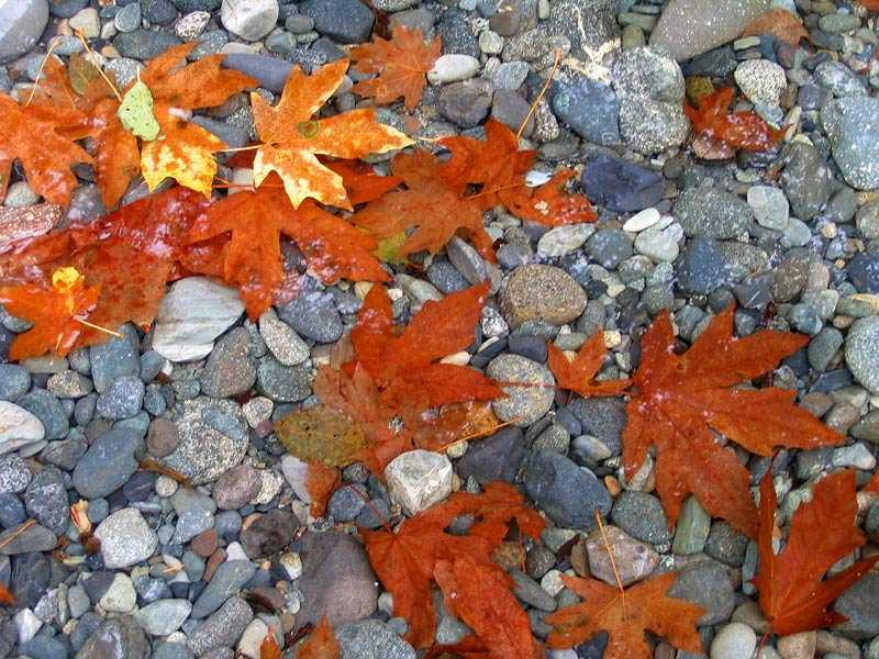 Maples under Water