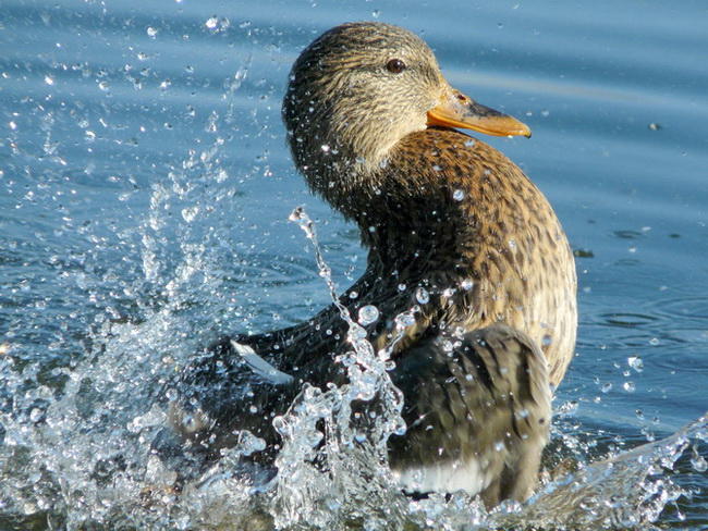 Morning Bath