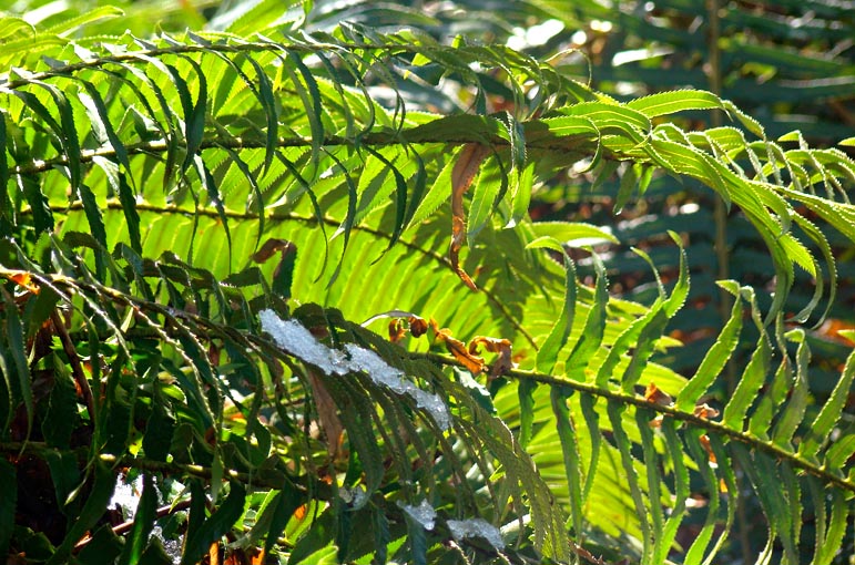 Swordfern Backilt