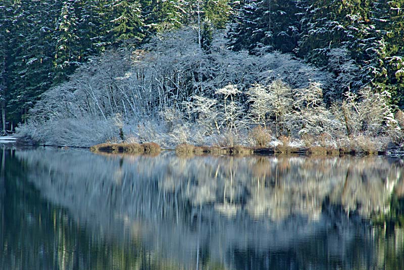 Nixon Creek Reflections