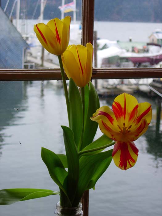 Pattys Tulips