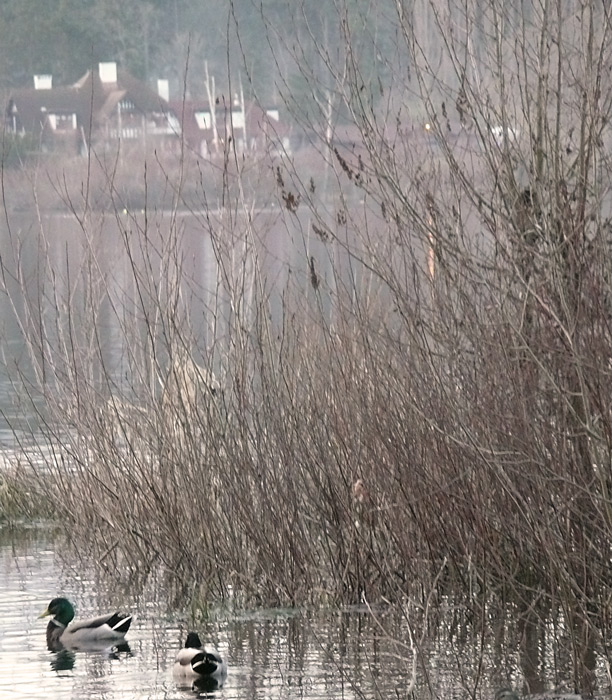 Ducks at Dusk