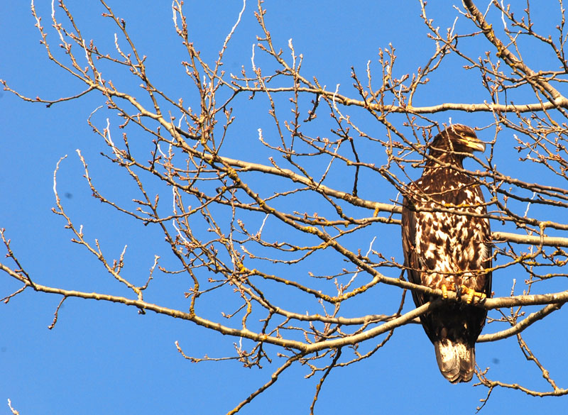 Immature Eagle in a Tree