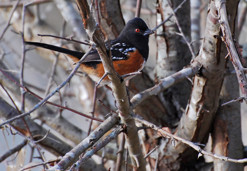 Spotted Towhee in a Tree