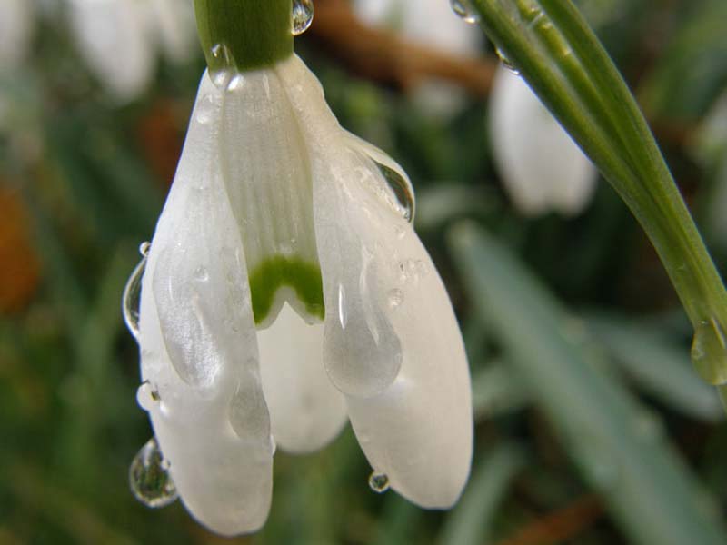 Snowdrops after Rain