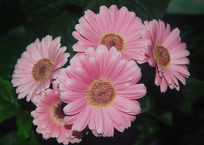 Pink daisy-like flowers